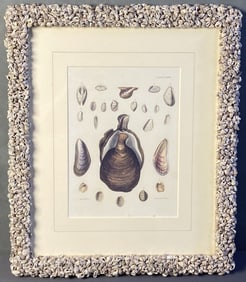 Antique Mollusk Book Plate Engraving Framed Framed conchology engraving by WH Lizars from a drawing
