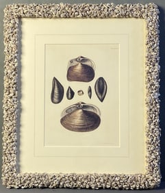 Book Plate Bivalve Shells Capt. Brown in Frame Antique book plate engraving of bivalve shells from