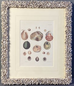 Antique Book Plate Engraving Anomia Shells Book plate of anomia shells from the book Illustrations