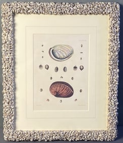 Antique Abalone Shell Engraving Book Plate 1844 Book plate engraving of abalone shells from