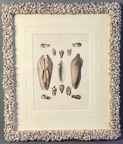 Antique Piddock Bivalve Book Plate Engraving 1844 Book plate featuring piddock bivalves from