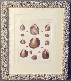 Antique Engraving Heart Cockle Shells 1844 Heart cockle shell book plate engraving from