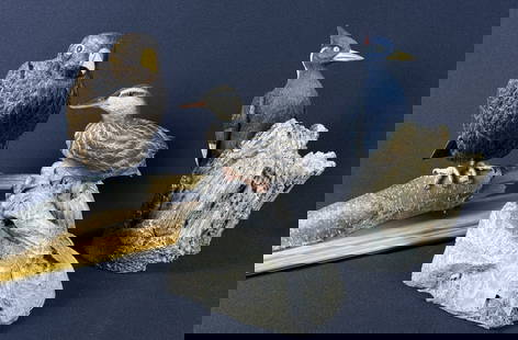3 Resin Bird Replicas Duck Woodpecker Hawk Ivory Billed Woodpecker measures 10 inches tall. from Ma: Ivory Billed Woodpecker measures 10 inches tall. from Ma Hai Feng The Nature Company Broken beak on Hawk 11 inches tall . Broken tail feathers on duck 8 inches tall. Approximate total lot size 18 x 10