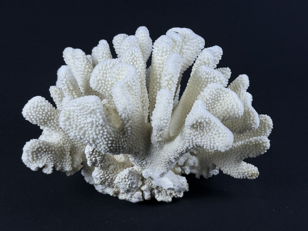 Cauliflower Coral Specimen Measures approximately 13 x 10 x 10 inches. 4 x 3 inch piece also: Measures approximately 13 x 10 x 10 inches. 4 x 3 inch piece also included. Please refer to photos for more information and condition details.