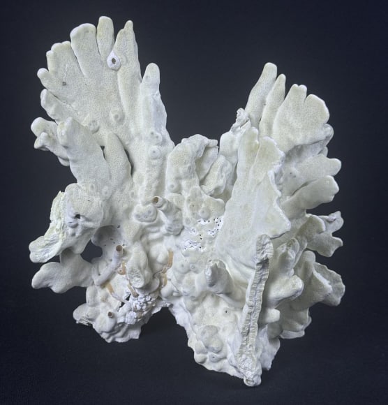 Natural Fire Coral Specimen Measures approximately 9 x 9 x 5 inches.  Please refer to photos for (1 of 9)