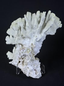 Natural Fire Coral Specimen Measures approximately 11 x 9 x 5 inches. Please refer to photos for