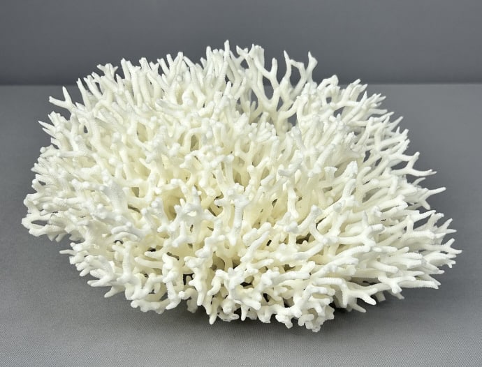Large Birds Nest Coral 11" Beautifully preserved birdsnest coral specimen. Measures 11 " L x 7.5 " W (1 of 5)
