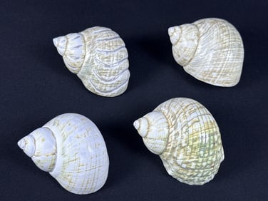 Natural Green Turbo Shells Lot 4 shells. 3-4 inches each. No holes. Please see photos for item