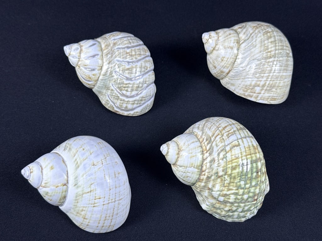 Natural Green Turbo Shells Lot 4 shells. 3-4 inches each. No holes. Please see photos for item (1 of 5)