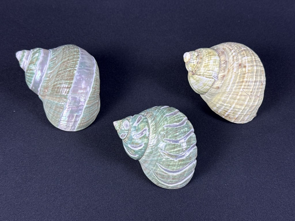 Natural Green Turbo Shells 3 shells. 3-4 inches each. No holes. Please see photos for item details: 3 shells. 3-4 inches each. No holes. Please see photos for item details and condition information.