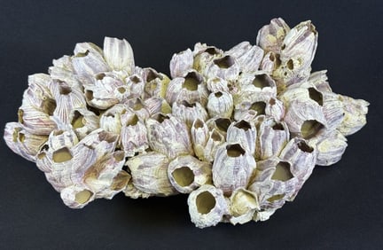 Natural Purple White Barnacle Cluster 16 x 11 x 6.5 inches. Please see photos for condition details.