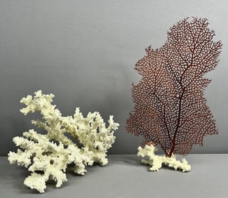 Natural White Lace Coral & Dried Ocean Fan Natural preserved white lace coral 9 inch x 6 inch. Dried