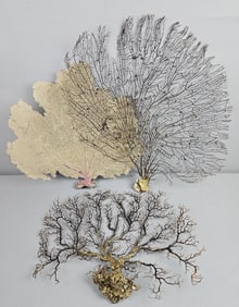 Trio of Natural Coral Ocean Fans All measure between 19 and 25 inches wide. Please see images for