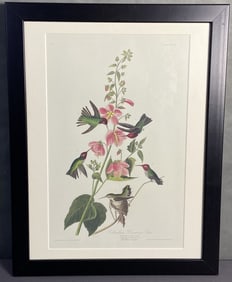 Audubon Hummingbird Bookplate Framed Columbian Hummingbird drawn from nature by JJ Audubon,