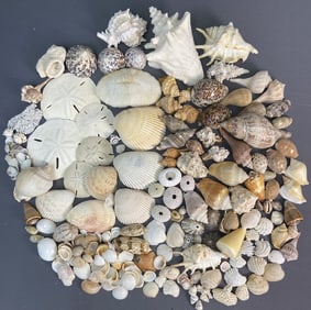 Seashells, Sand Dollars, and Coral Collection Large collection including clam, whelk, and mollusk