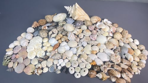 Seashells Cowrie Sand Dollars Whelk Coral Large lot of seashells including whelk, cowrie, and