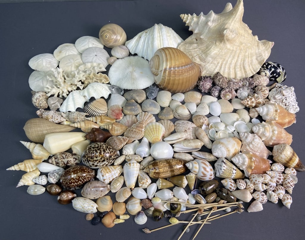 Seashells & Coral, Conch Whelk Clam Cowrie Large collection of seashells and coral, including tiny (1 of 9)