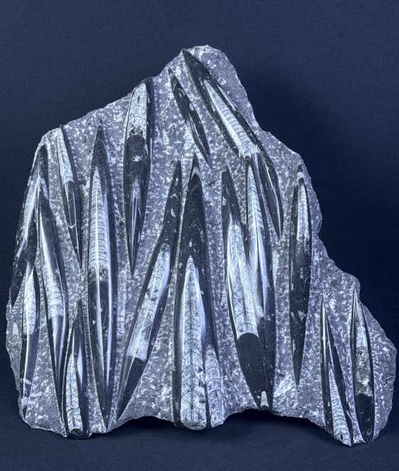 Polished Orthoceras Fossil Slab 15 x 15 inches.  Please see photos for further item details (1 of 4)