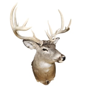 Whitetail 14 Point Deer Shoulder Mount Small mark/nick on head near eye. Approximately 31 inches