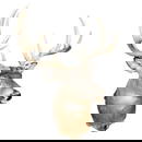 Whitetail 14 Point Deer Shoulder Mount Small mark/nick on head near eye. Approximately 31 inches