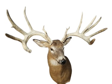 Whitetail Deer Buck Shoulder Mount Antlers slightly loose on head. Spread approximately 25 inches