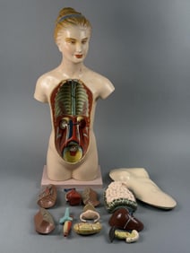 Vintage Female Anatomical Educational Model 19 inches tall &.5 inches wide. Unknown makerI.