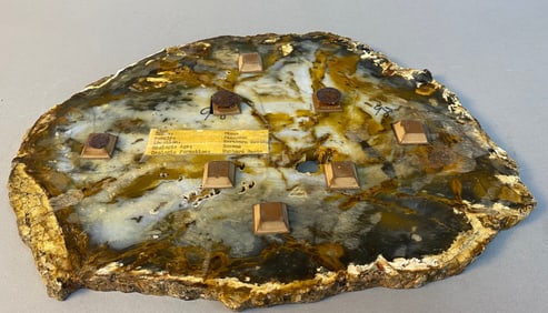 Polished Nevada Petrified Pine Wood Slab, Eocene Age