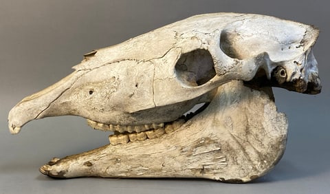 A Natural Bone Equine Skull and Mandible