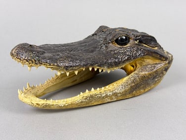 A Real Taxidermy Alligator Head, Approximately 7.5 Inches Long