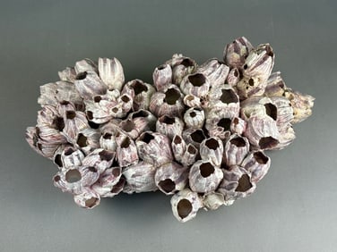 A Large Natural Purple Acorn Barnacle Cluster