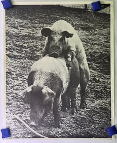 Makin' Bacon Poster by J. C. Buckle and M. R. Webb, 1969