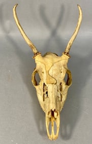 Whitetail Deer Skull With Antlers