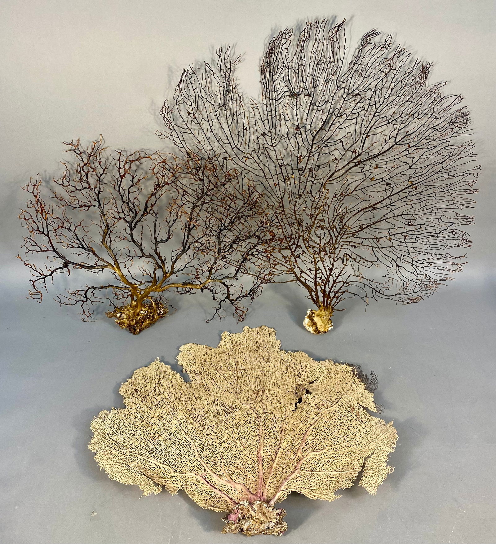 A Trio of Large Natural Sea Fan Specimens (1 of 8)