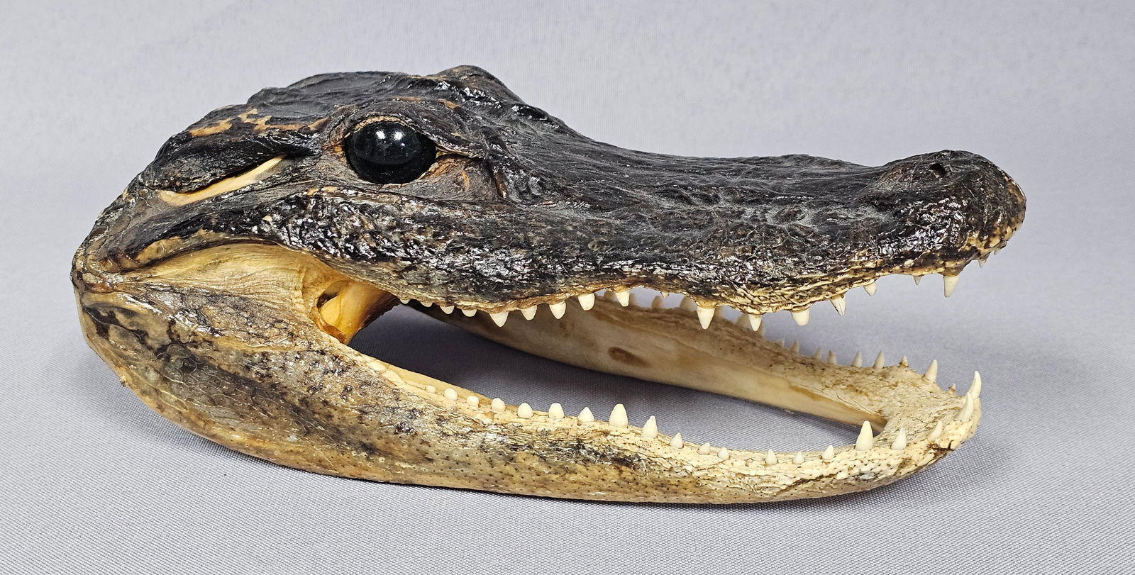 Taxidermy Alligator Head (1 of 8)