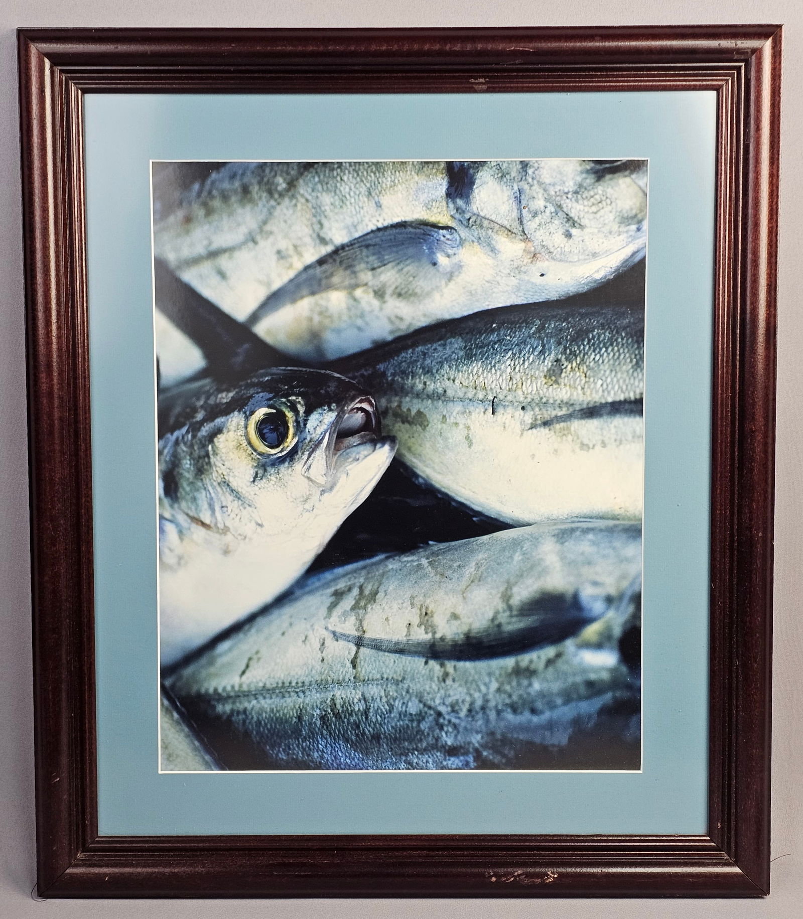 James Ayotte Framed Still Life Color Photograph of Fish: This color photograph depicts a close-up still life composition of fish. The image highlights the metallic and iridescent quality of the scales, focusing on a single fish with an open mouth. Frame mea