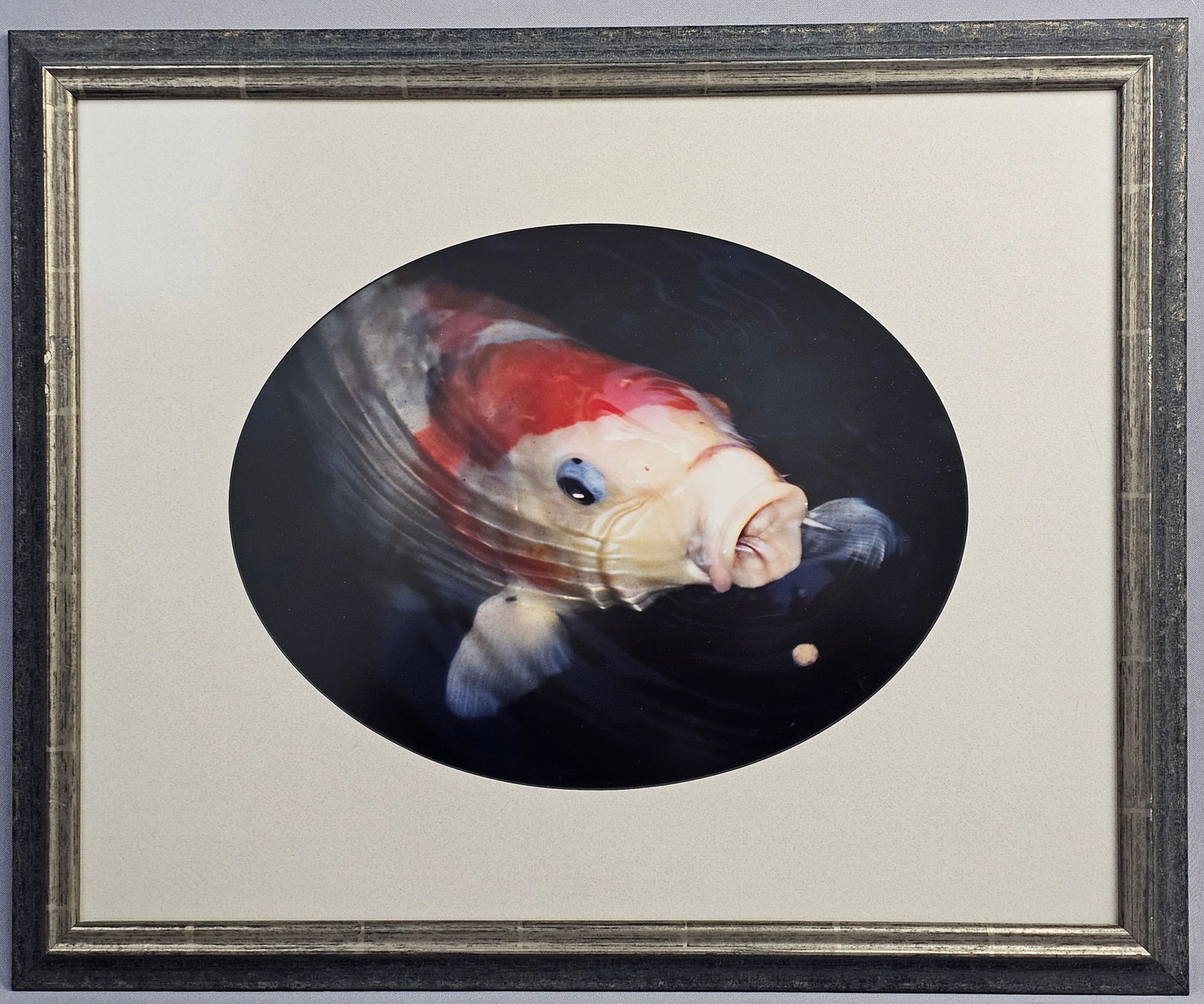 Color Photograph of a Koi Fish Surfacing: This color photograph, likely a C-print or digital pigment print, depicts a close-up of a koi fish surfacing in dark water. The image is presented within an off-white oval-cut mat. No artist signature