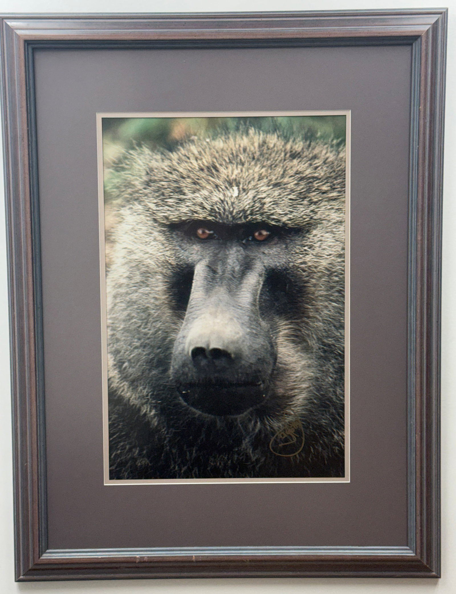 Framed Baboon Photograph Print: This color photograph, likely a chromogenic print or digital pigment print produced from an original color slide, features a tight close-up portrait of an Olive Baboon. The image bears a stylized sign