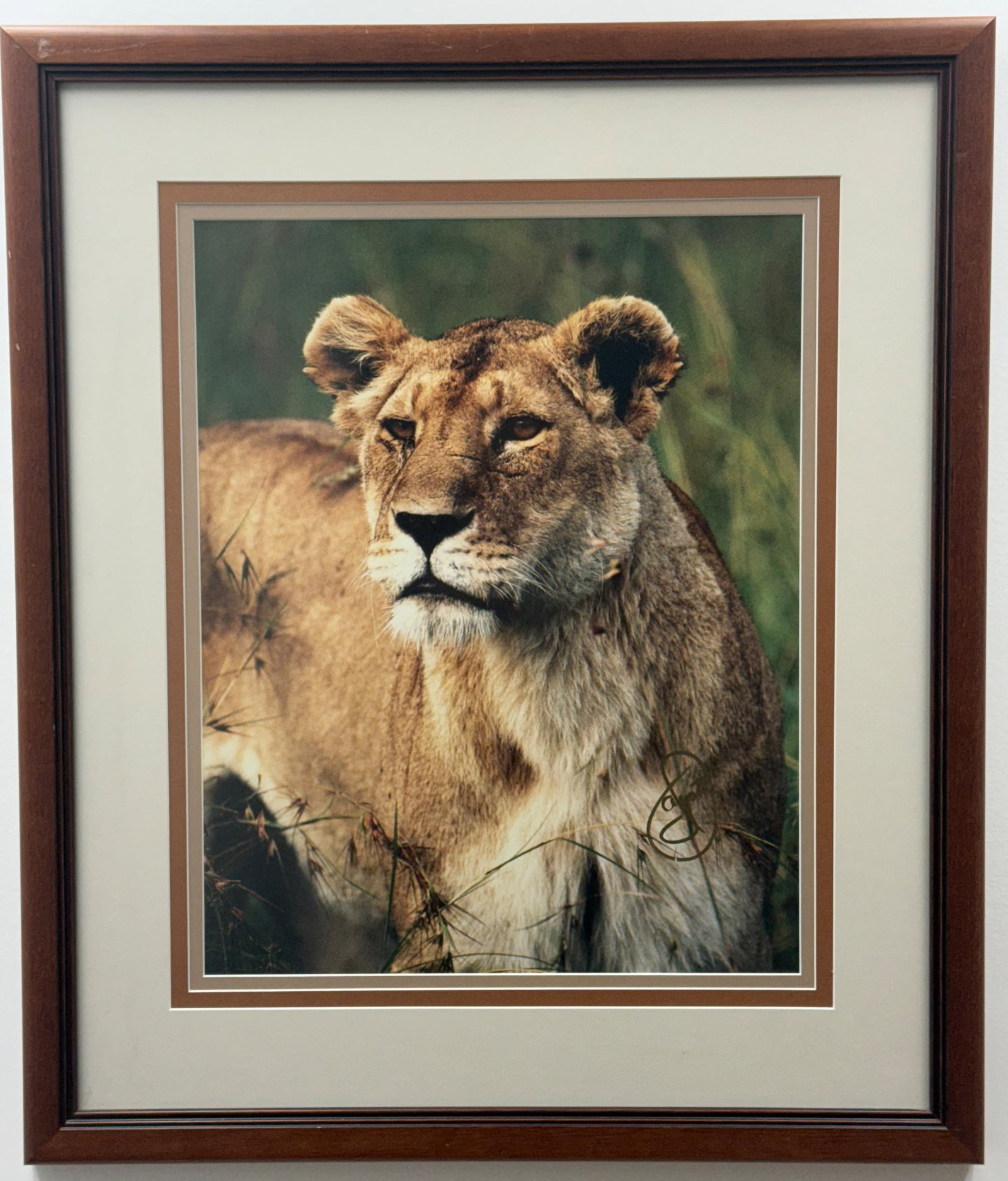 Gazelles in the Distance, Masai Mara Lioness Print (1 of 8)