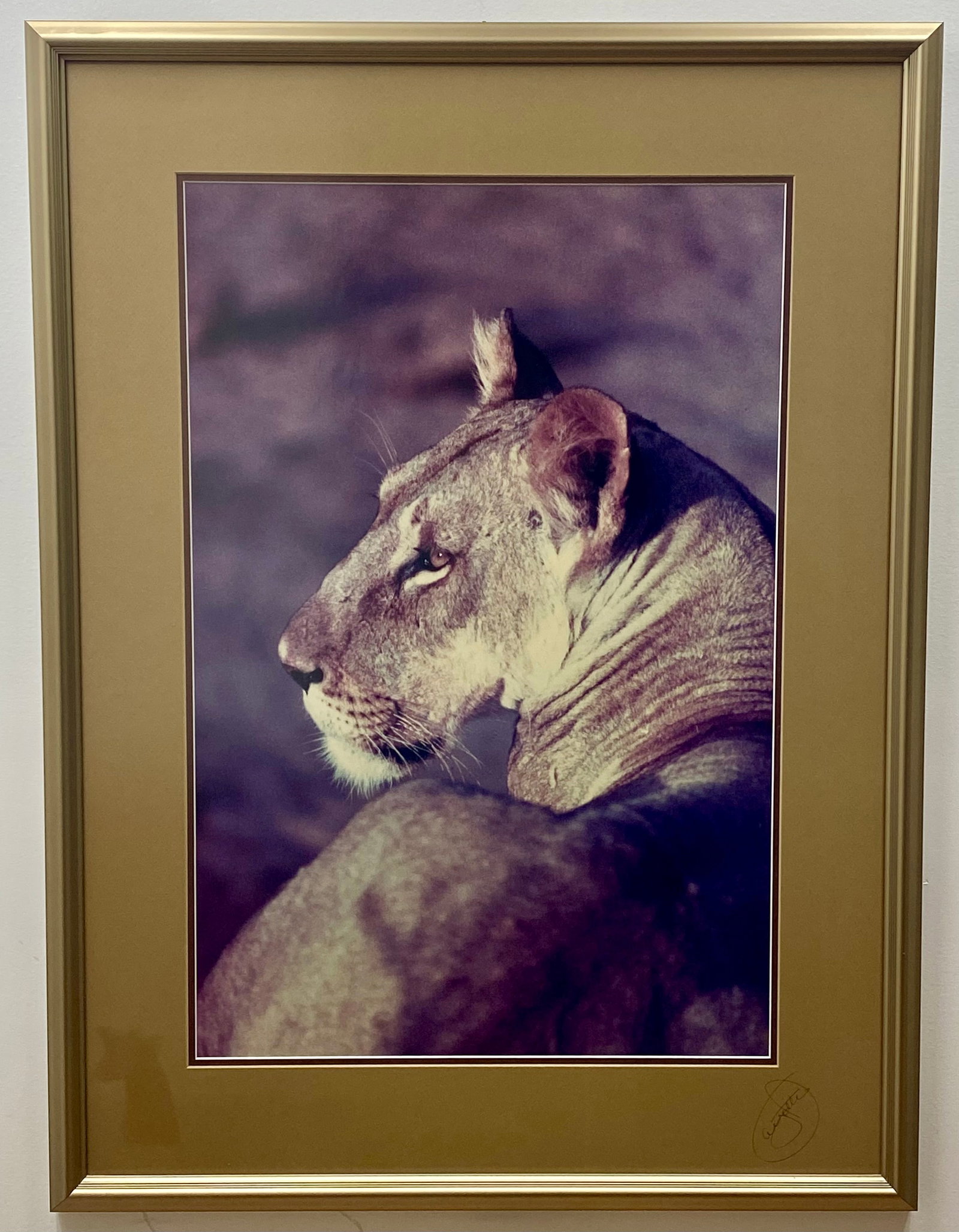 James E. Ayotte Lioness Alert Chromogenic Print (1 of 7)