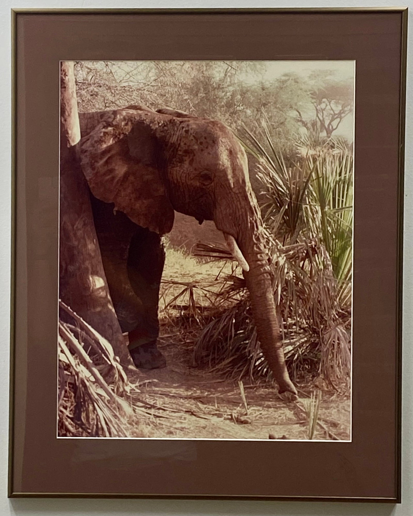 James E. Ayotte, Masai Mara, Tanzania, Chromogenic Print, 1986 (1 of 6)