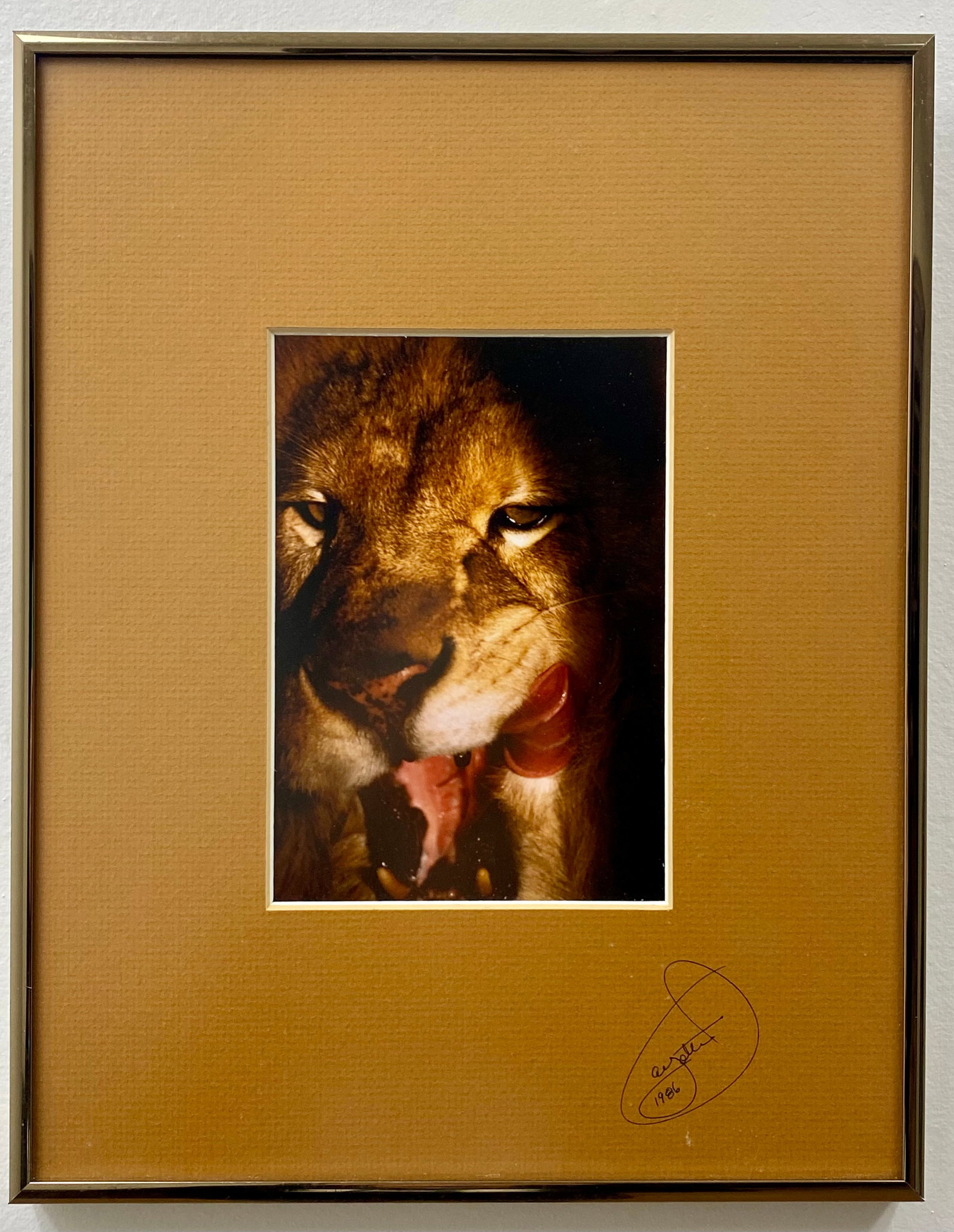James E. Ayotte, Black Maned Lion, Chromogenic Print, 1986 (1 of 6)