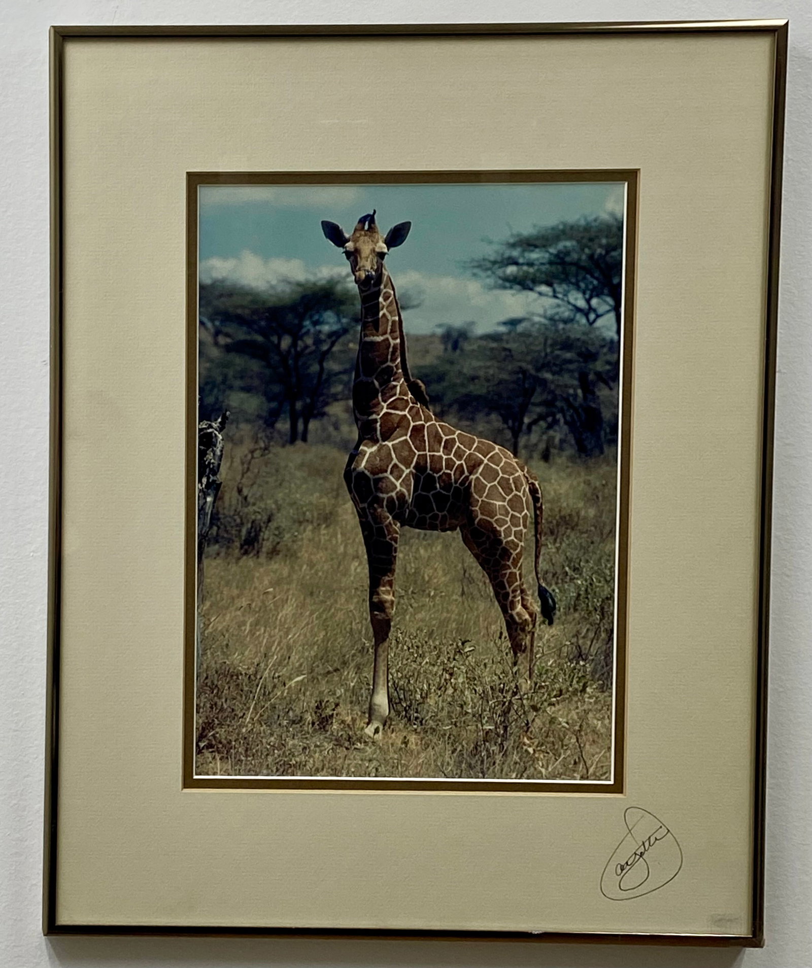 James E. Ayotte, Giraffe Washing Face, Chromogenic Print (1 of 8)