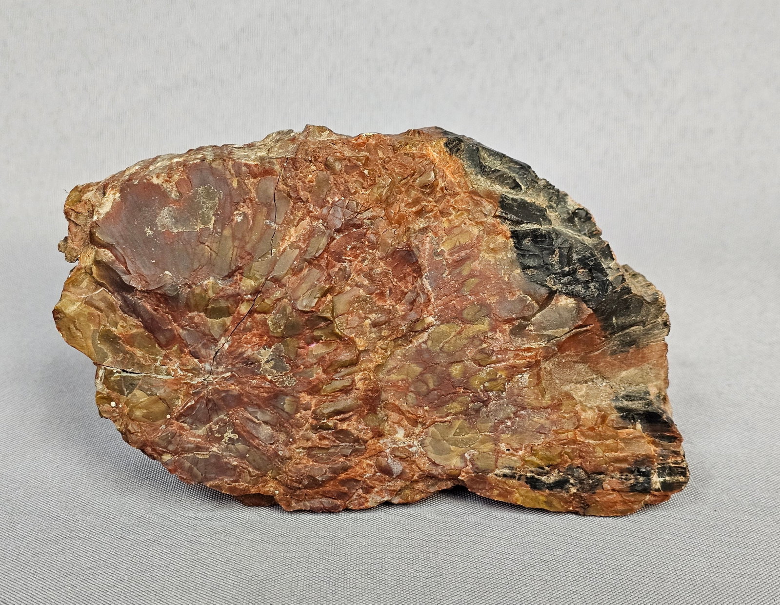Polished Cross-Section of Arizona Petrified Wood (1 of 6)