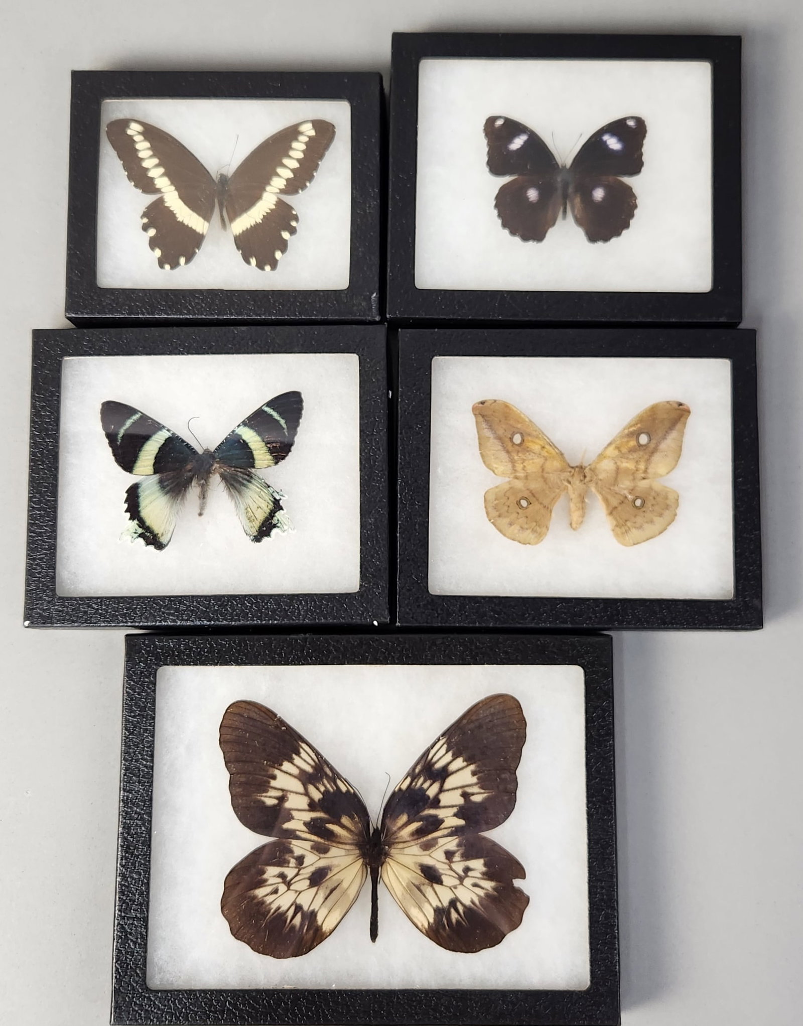 Framed Lepidoptera Specimens: A collection of lepidoptera specimens, including various butterflies and moths, each individually housed in a rectangular black Riker-style mount featuring a glass front and white cotton batting backg