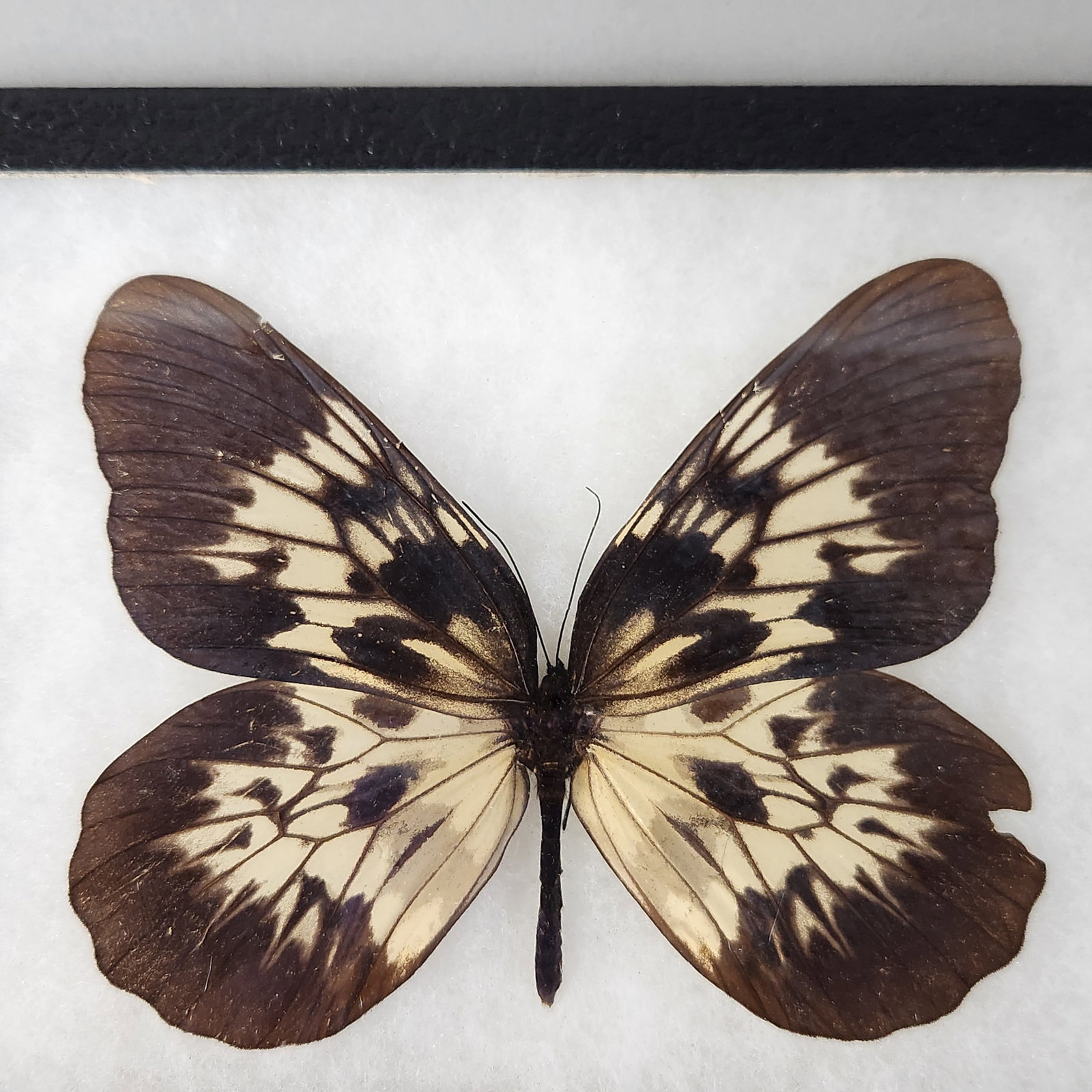 Framed Lepidoptera Specimens - 2