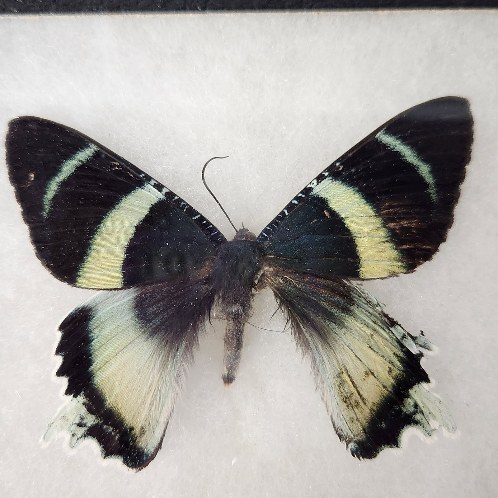 Framed Lepidoptera Specimens - 3