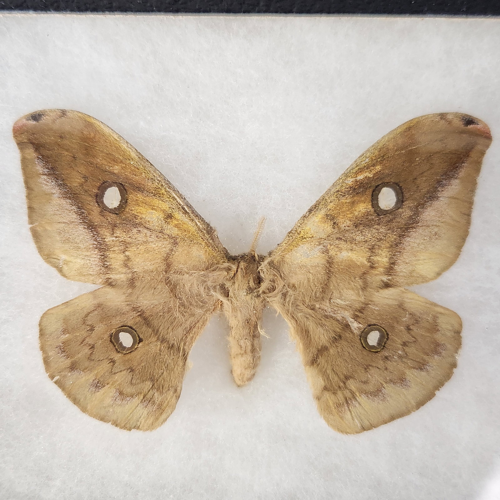 Framed Lepidoptera Specimens - 4