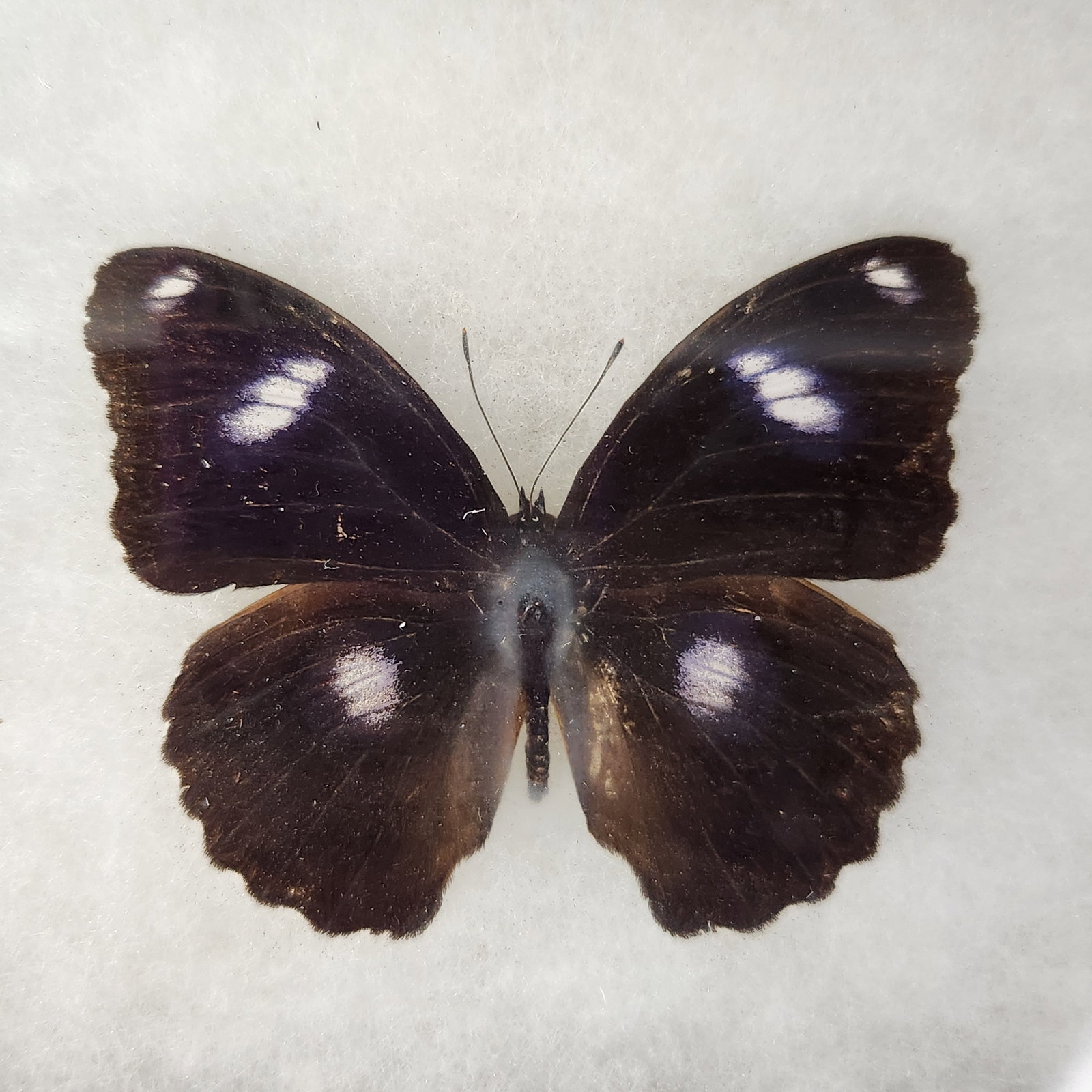 Framed Lepidoptera Specimens - 5