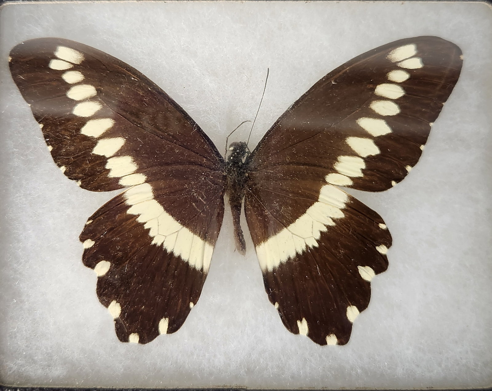 Framed Lepidoptera Specimens - 6