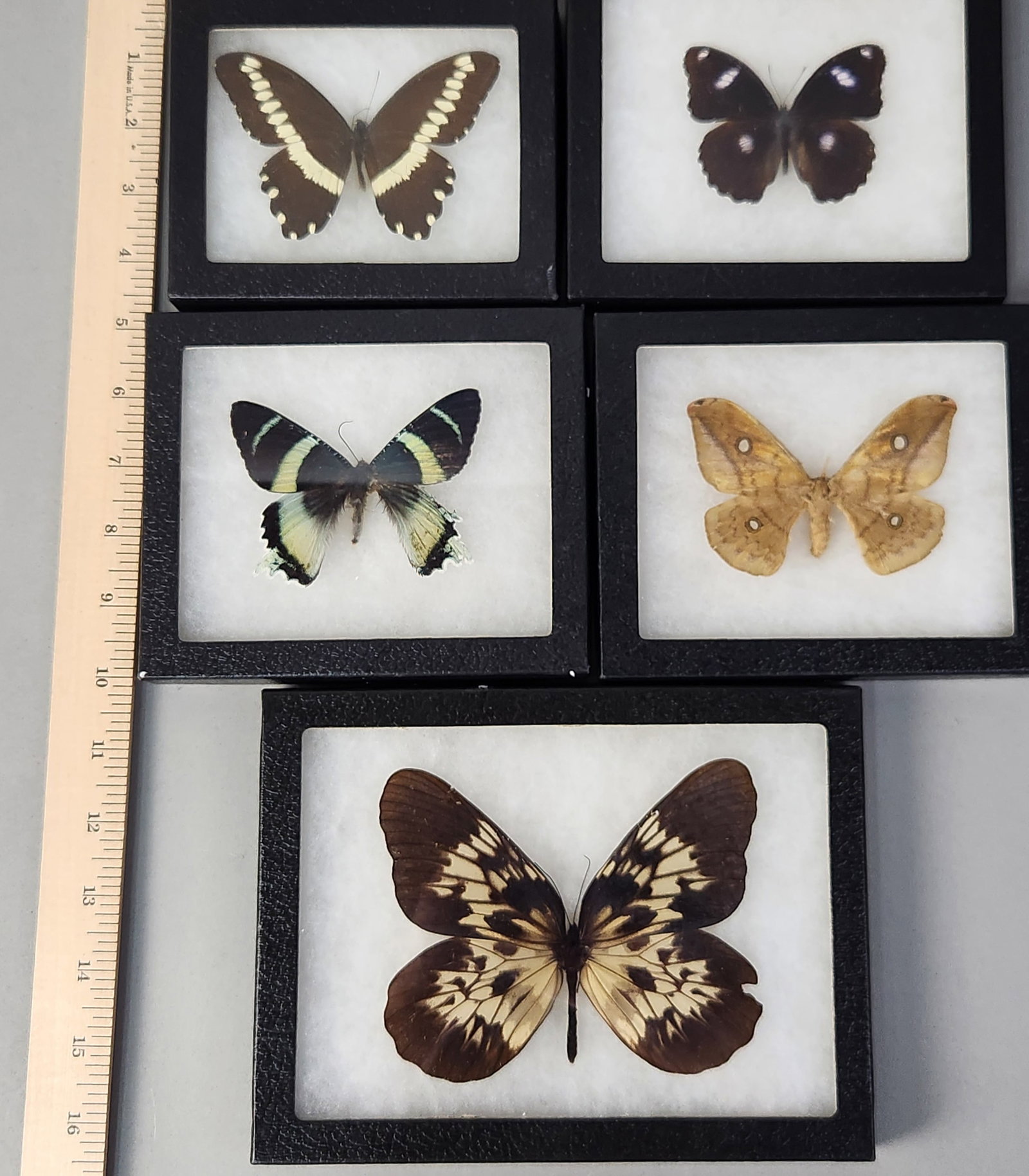 Framed Lepidoptera Specimens - 7
